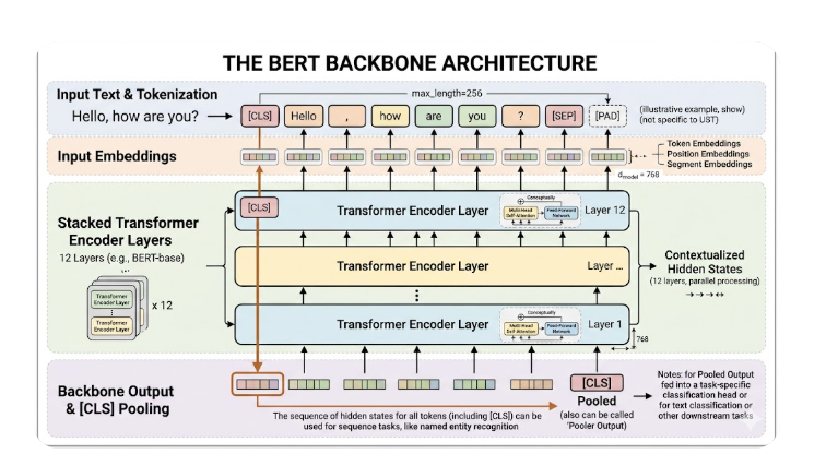 Diagram of the BERT backbone architecture